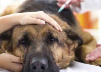 Reportan otro caso de perro contagiado de COVID-19: su dueña le transmitió el virus