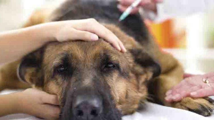 Reportan otro caso de perro contagiado de COVID-19: su dueña le transmitió el virus
