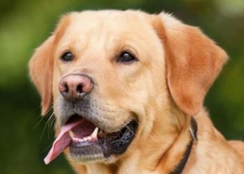 Comenzarán a entrenar perros para que detecten a personas con coronavirus