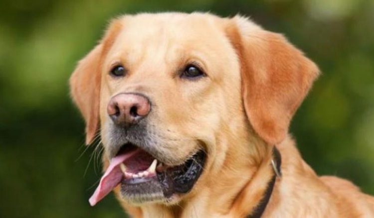 Comenzarán a entrenar perros para que detecten a personas con coronavirus