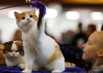 Gatos con bigotes: Personas de diversos países comparten fotos de sus mascotas y crean una galería muy divertida