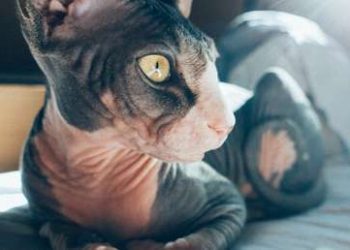 «El gato más aterrador»: Su piel arrugada causa pavor, pero su dueña asegura que es un felino «encantador»