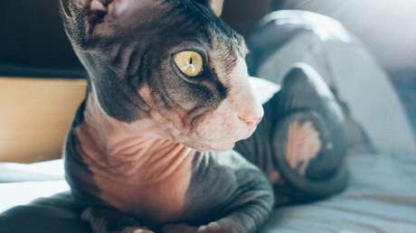 «El gato más aterrador»: Su piel arrugada causa pavor, pero su dueña asegura que es un felino «encantador»
