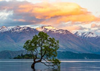 Dañan con una sierra el árbol más conocido de Nueva Zelanda