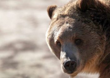 Un oso pardo se pasea por las calles vacías en España en medio del brote de covid-19