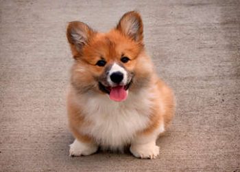 Un perro ‘finge’ una sangrienta muerte (e incluso engaña a los algoritmos de Facebook)