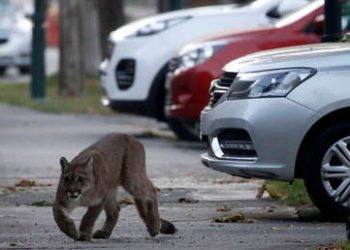 Un puma silvestre deambula por las calles de Santiago de Chile en plena cuarentena por el coronavirus