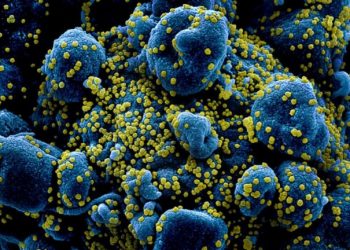 Captan al coronavirus atacando células humanas
