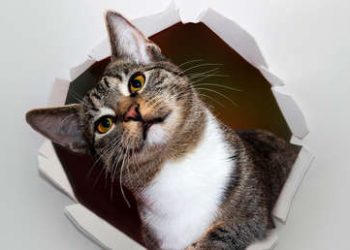 Descubre un enorme mural oculto en su casa luego de que su gato arrancara el empapelado
