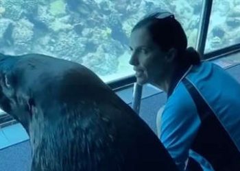 Un león marino sale a pasear por un acuario vacío durante la cuarentena