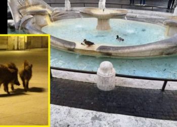 Animales recorren las calles vacías de Italia ante la ausencia de personas