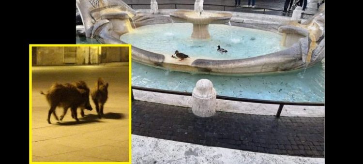 Animales recorren las calles vacías de Italia ante la ausencia de personas
