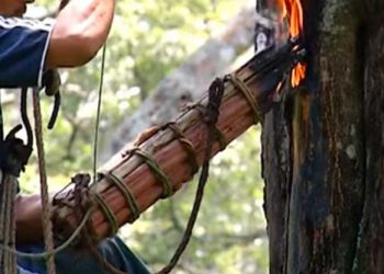 Hombre pierde la vida calcinado mientras extraía bálsamo de un árbol