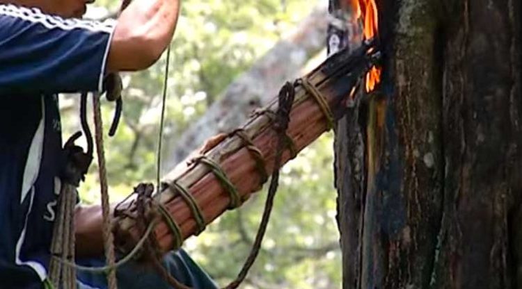 Hombre pierde la vida calcinado mientras extraía bálsamo de un árbol