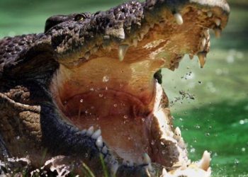 Un hombre viola la cuarentena para ir de pesca y es devorado por un cocodrilo