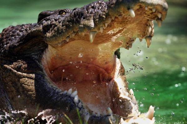 Un hombre viola la cuarentena para ir de pesca y es devorado por un cocodrilo