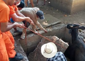 Bomberos y lugareños unen esfuerzos para rescatar a “Cangrejita”, una vaca que cayó en una fosa