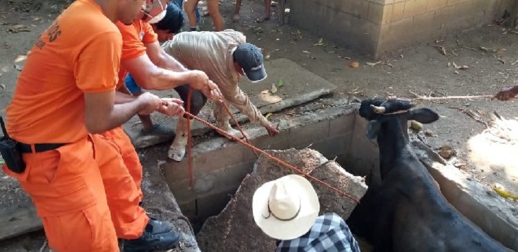 Bomberos y lugareños unen esfuerzos para rescatar a “Cangrejita”, una vaca que cayó en una fosa