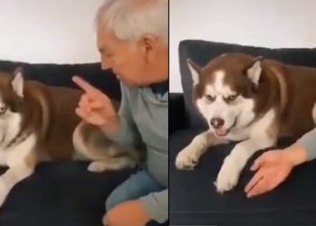 Abuelo en cuarentena le enseña a su perro cómo protegerse del Coronavirus