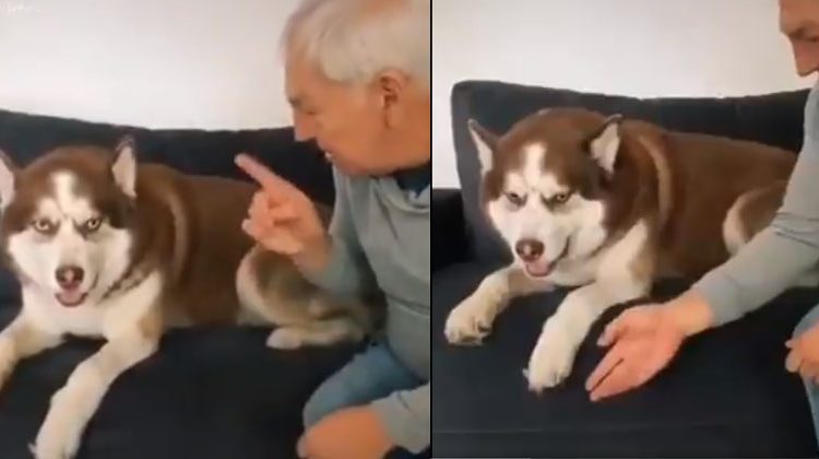 Abuelo en cuarentena le enseña a su perro cómo protegerse del Coronavirus