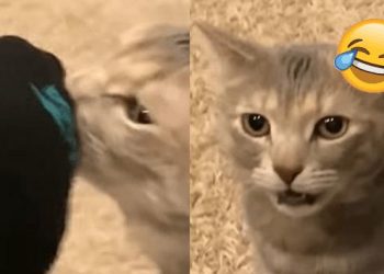 Gatita huele pies de su amo y su reacción de asco revienta el internet