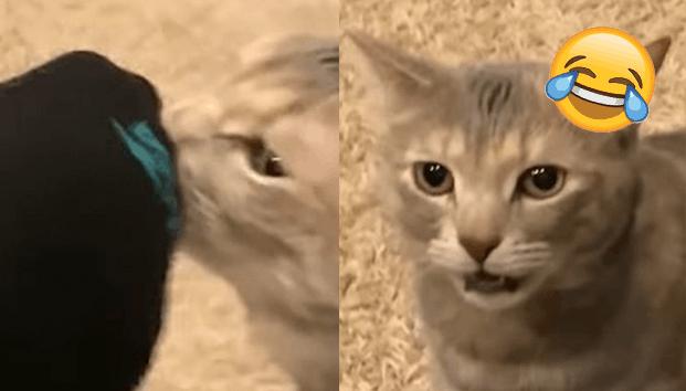 Gatita huele pies de su amo y su reacción de asco revienta el internet