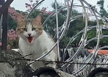 Rescatan a gato que se escapó a trasnochar y terminó atrapado en alambre razor