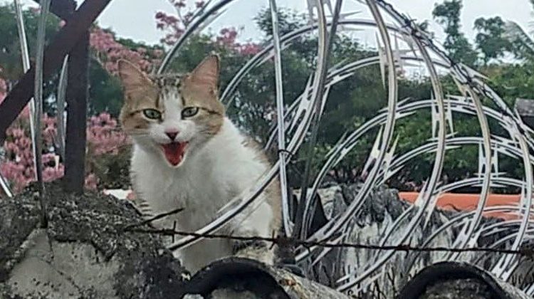 Rescatan a gato que se escapó a trasnochar y terminó atrapado en alambre razor