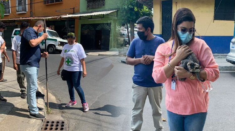 Rescatan un par de gatitos que alguien lanzó en una alcantarilla en Santa Tecla
