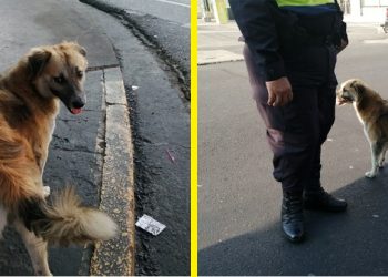 Oso el perro que acompaña a los agentes en labores de seguridad en el Centro Histórico de San Salvador