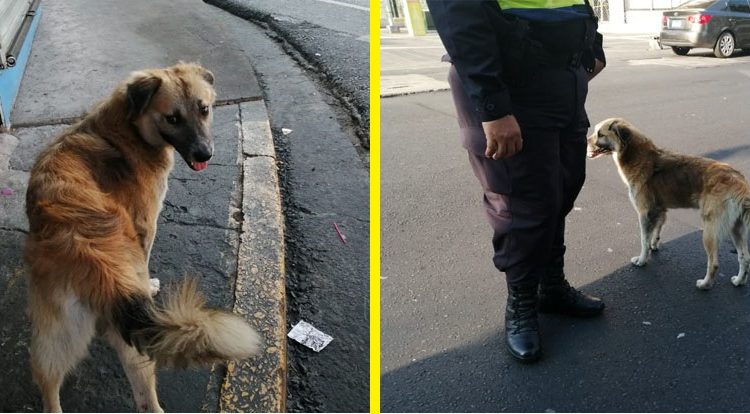 Oso el perro que acompaña a los agentes en labores de seguridad en el Centro Histórico de San Salvador