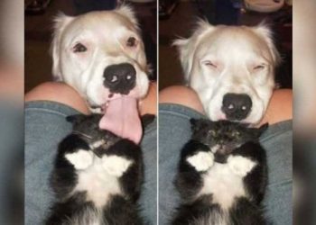 Shiro, el perrito sordo que fue devuelto 12 veces