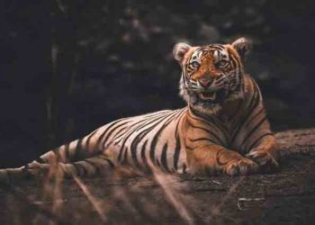 Tigresa de zoológico de Nueva York da positivo a COVID-19: así se infectó