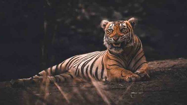 Tigresa de zoológico de Nueva York da positivo a COVID-19: así se infectó