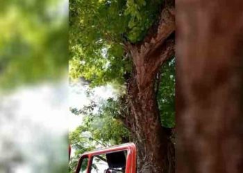 Sujetos prenden fuego al tronco de un árbol