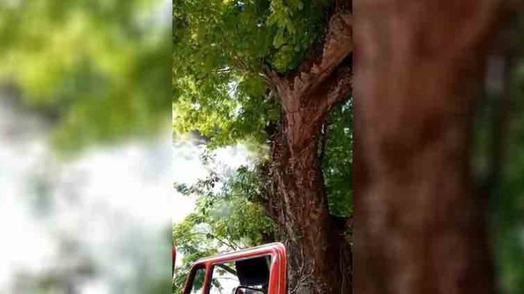 Sujetos prenden fuego al tronco de un árbol