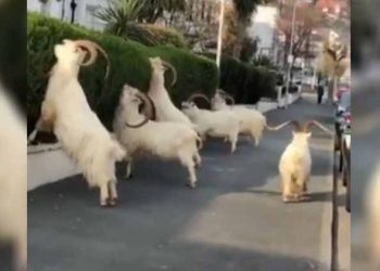 Cabras salvajes invaden Gales y se alimentan de arbustos en aceras