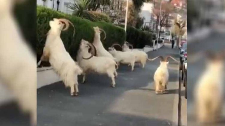 Cabras salvajes invaden Gales y se alimentan de arbustos en aceras