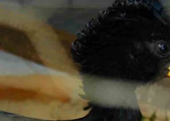 MARN rescata a un ‘Pajuil’ que mantenían en cautiverio