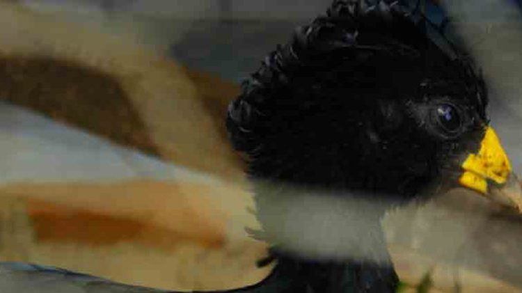 MARN rescata a un ‘Pajuil’ que mantenían en cautiverio