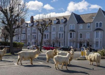 Las cabras toman una ciudad de Gales en plena cuarentena