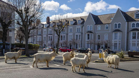 Las cabras toman una ciudad de Gales en plena cuarentena