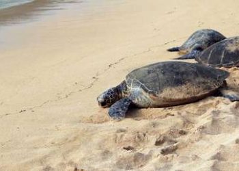 Miles de tortugas ‘invaden’ playas vacías de la India para anidar
