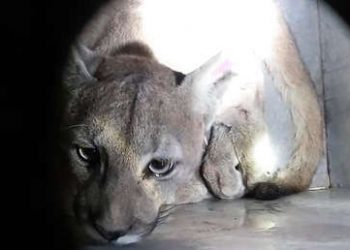 Capturan otro puma silvestre en Santiago de Chile durante la cuarentena por el coronavirus