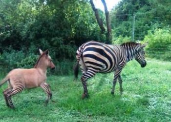 Una cebra se escapa de un parque nacional y después pare un cebrasno