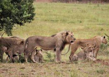 Así expulsa el líder de la manada a un joven león fuera de su territorio