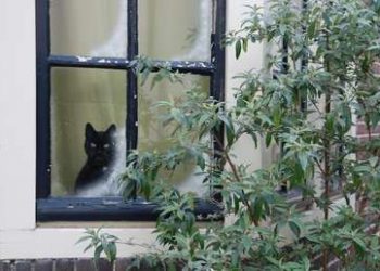 ¿Antisociales?: Un estudio revela que los gatos sufren de ansiedad al separarse de sus dueños