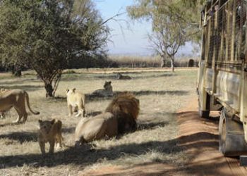 Una manada de leonas ‘para’ un auto para refugiarse a su sombra del sol