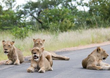 Leones duermen confiados en la carretera de un parque nacional en plena cuarentena por el covid-19