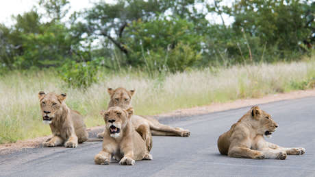 Leones duermen confiados en la carretera de un parque nacional en plena cuarentena por el covid-19
